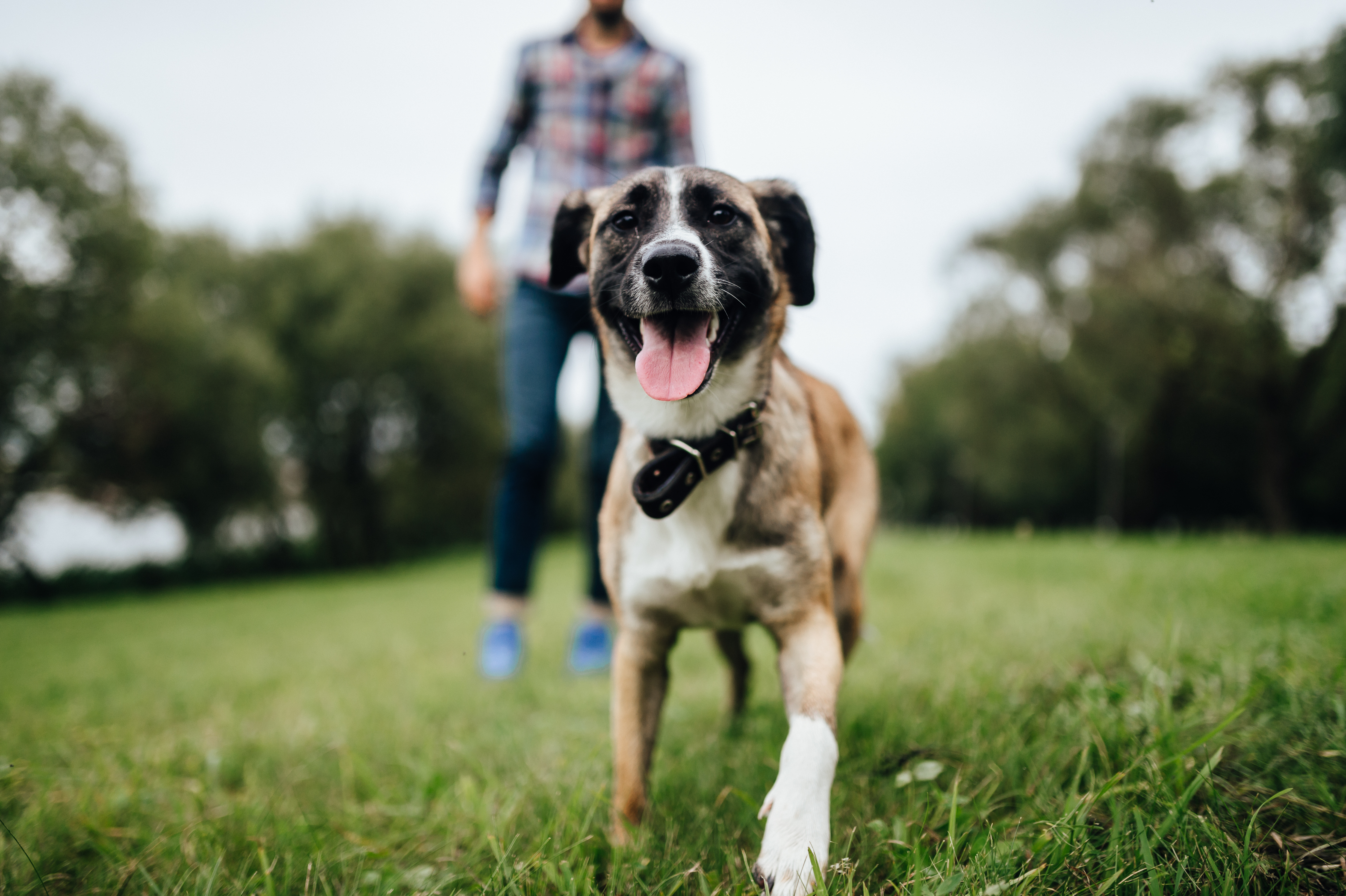 怒られる犬が面白い 反省している様子がかわいい 動画特集 Uchinoco うちの子