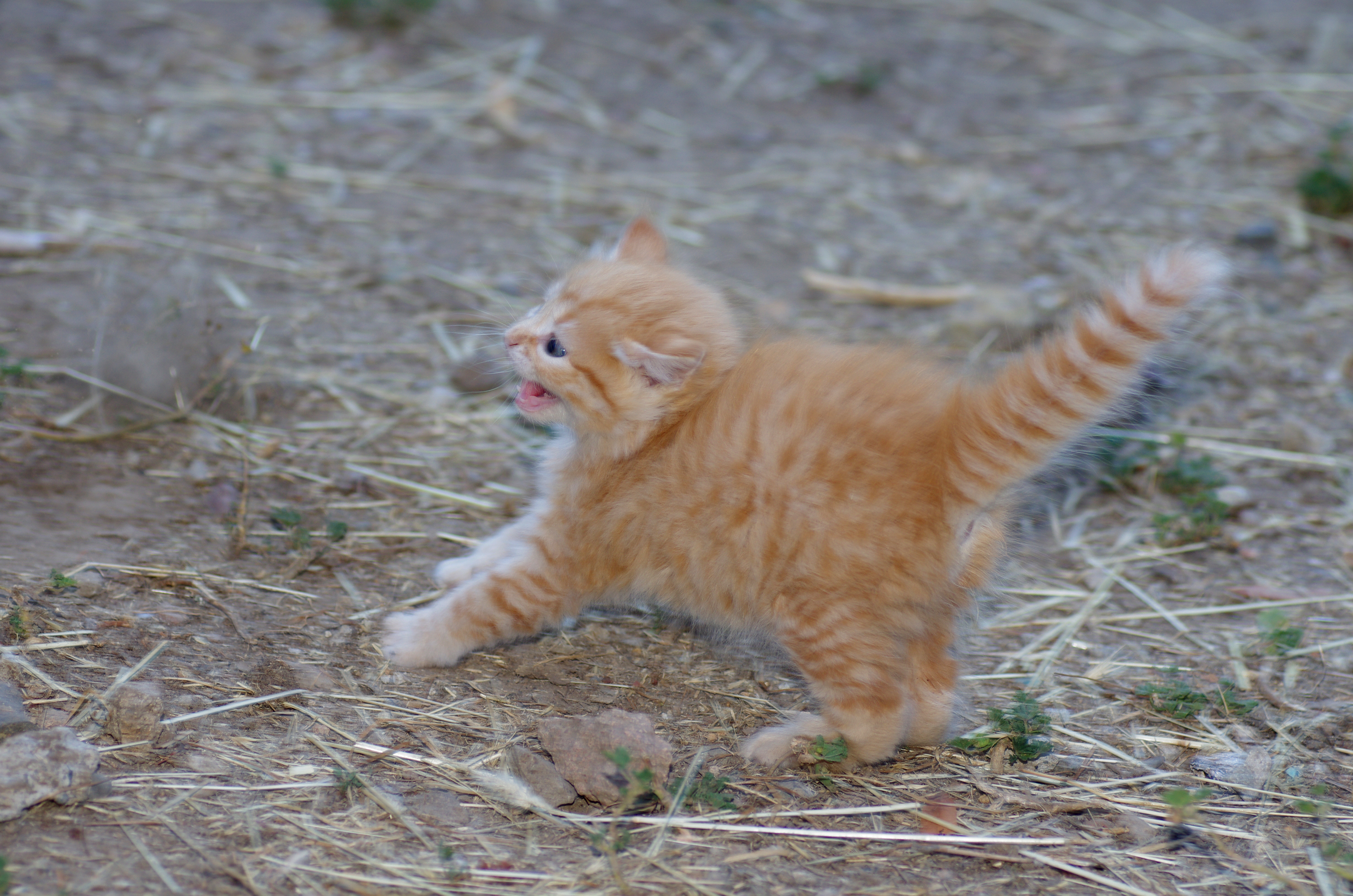 子猫のかわいい威嚇！動画特集  UCHINOCO ＜うちの子＞