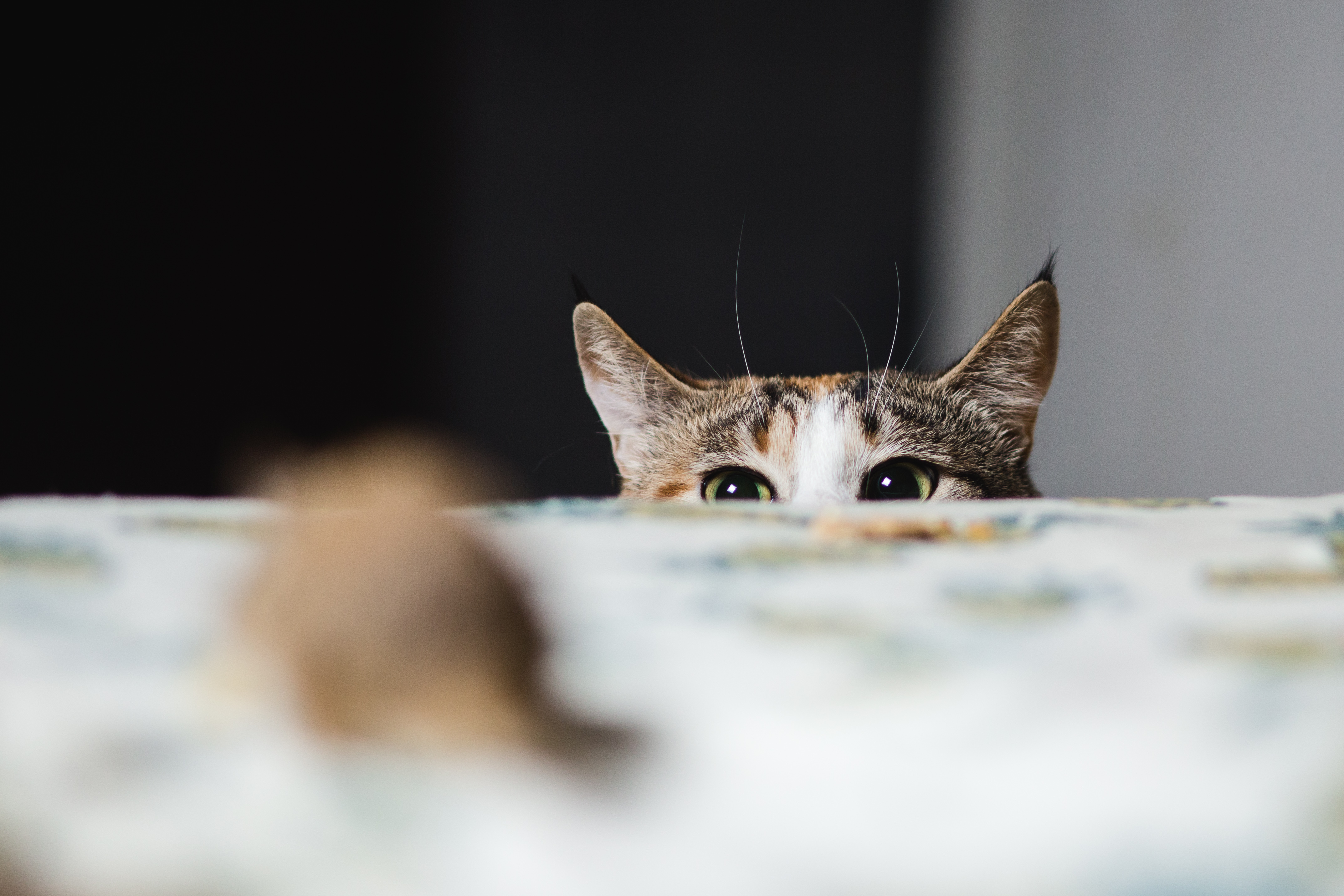 猫の本能について | UCHINOCO <うちの子> 猫の本能について | UCHINOCO <うちの子>