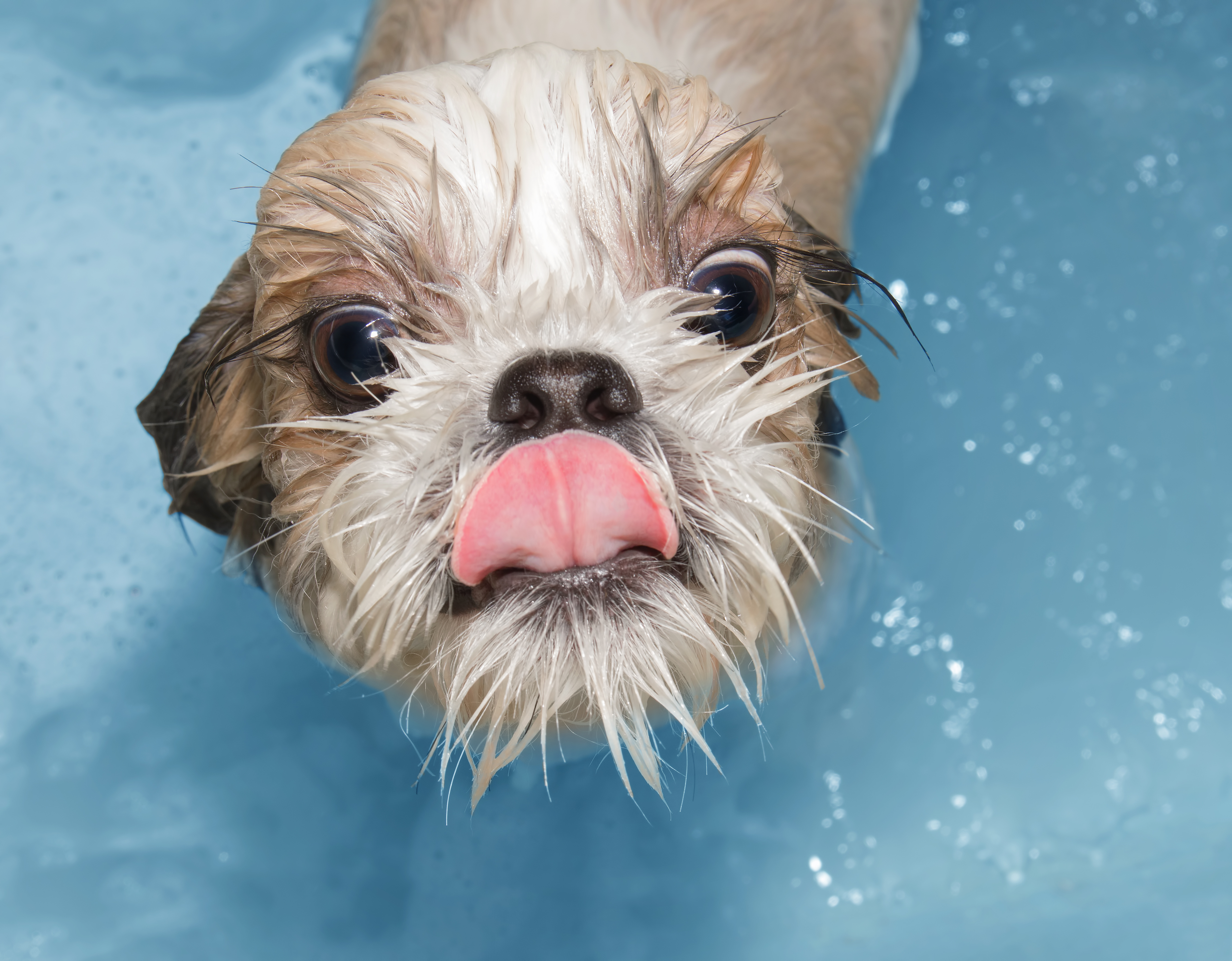 犬のお風呂は湯船に入れても大丈夫 Uchinoco うちの子