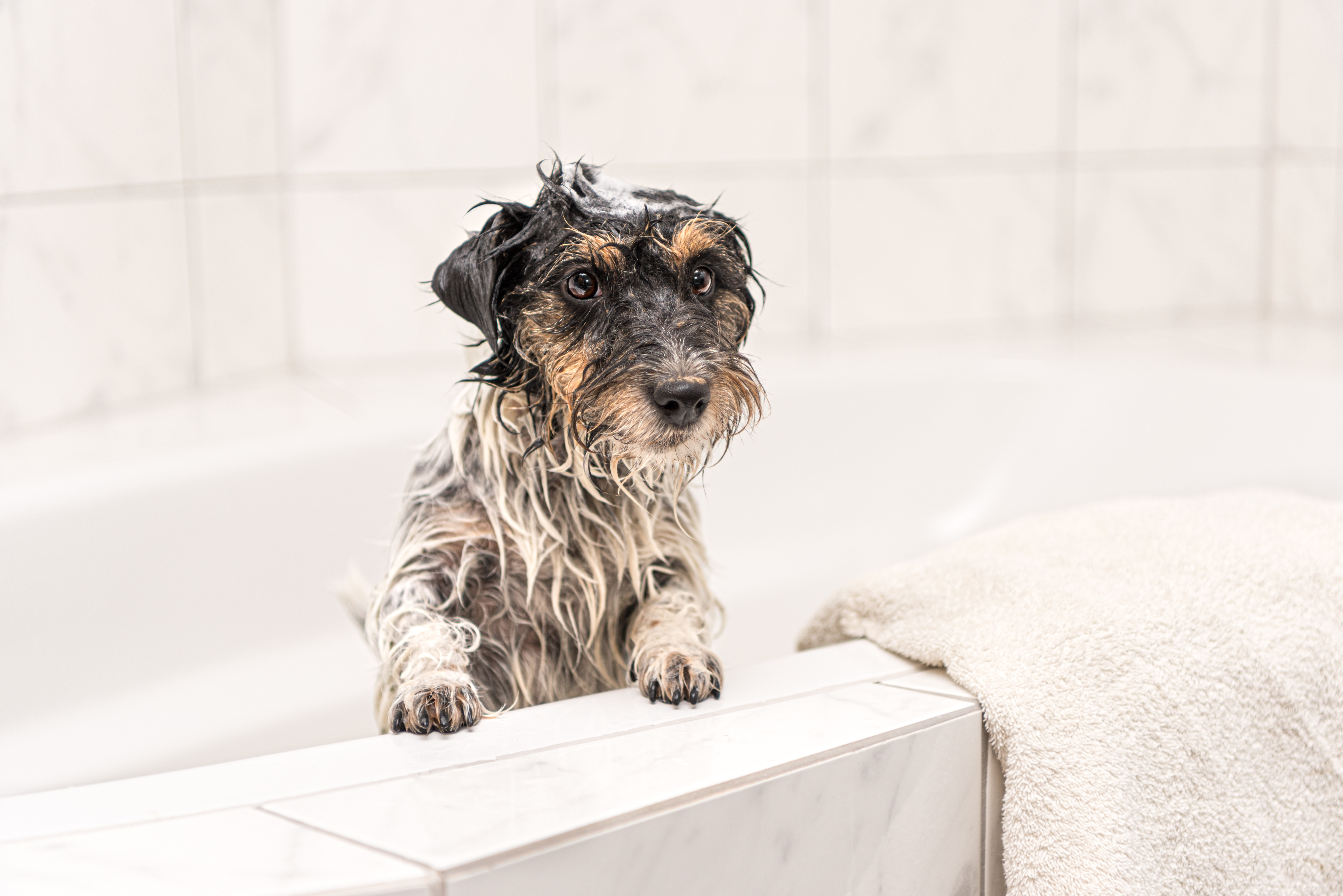 お風呂が好きな犬種は Uchinoco うちの子