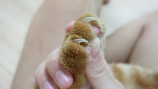 犬が爪を噛む原因や対処法