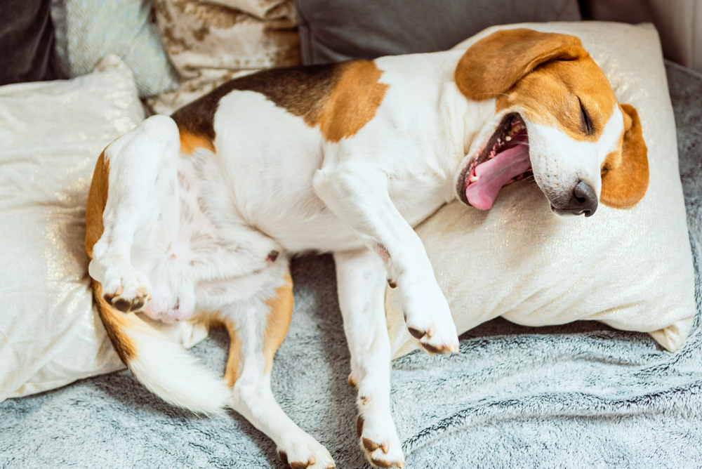 犬は腕枕が大好き 枕が必要な理由とおすすめの犬用まくら Uchinoco うちの子