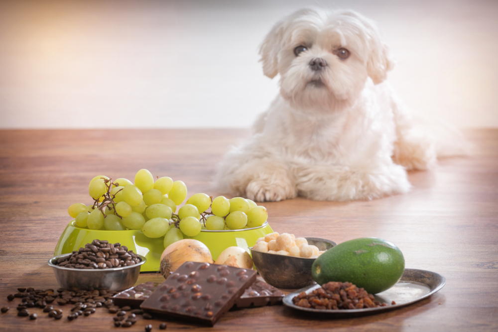 犬がアボカドを食べるのは危険 アボカドが犬に与える危険性 Uchinoco うちの子