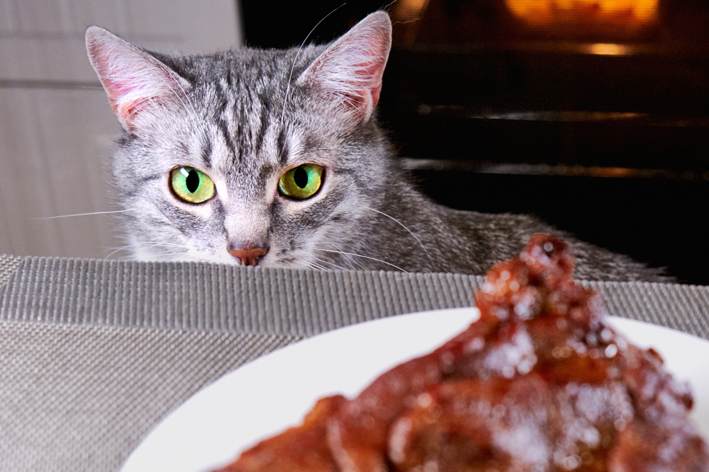 猫にラム肉を与えても大丈夫 ラム肉の栄養素やメリットについて Uchinoco うちの子