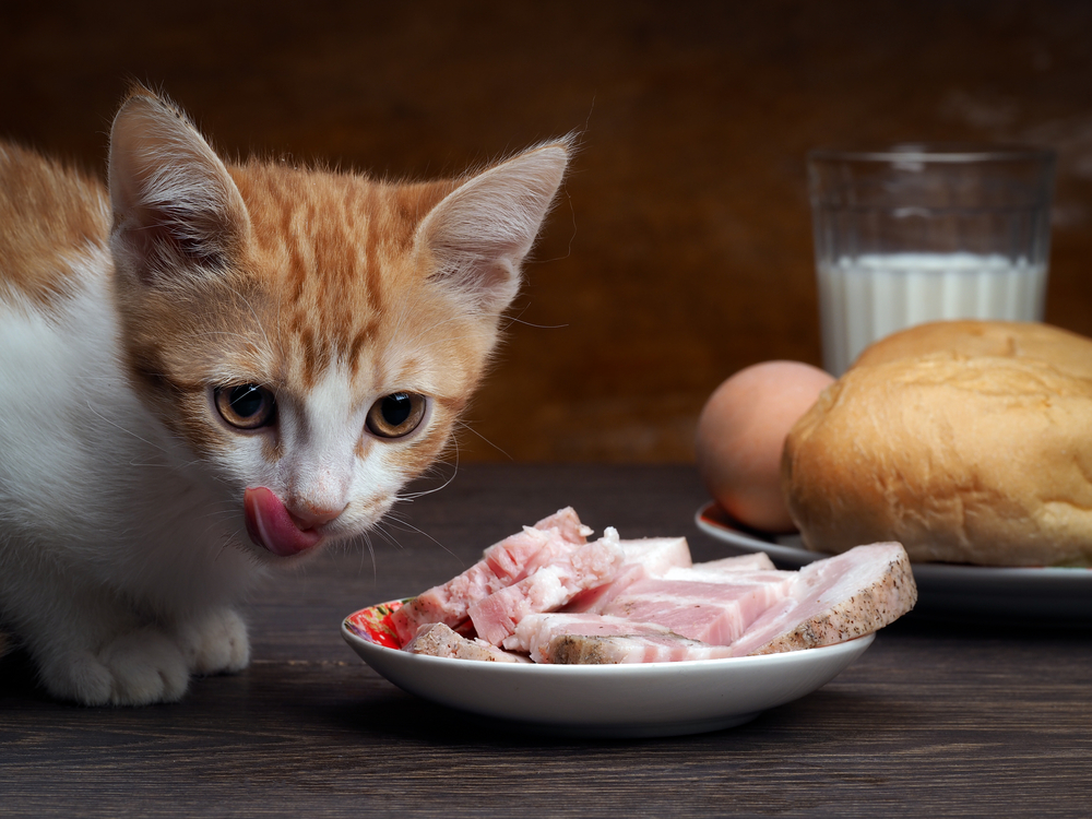 猫にハムは食べさせたらダメ ハムが猫に与える悪影響 Uchinoco うちの子