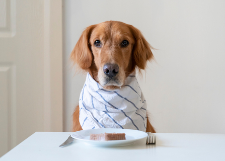 犬用の缶詰は本当に良い?缶詰タイプのドッグフードのメリット・デメリットを徹底解説