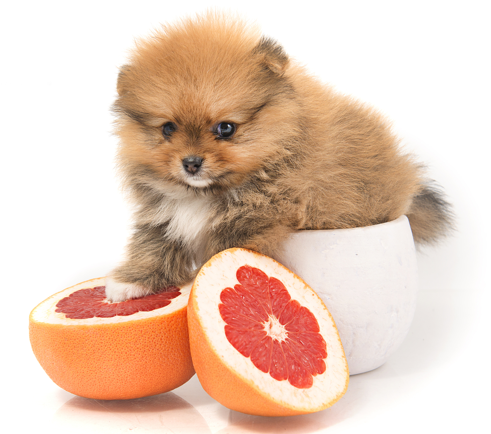 犬にグレープフルーツを食べさせても大丈夫 栄養素や注意点など Uchinoco うちの子