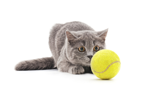 猫におすすめのボールおもちゃは?商品紹介