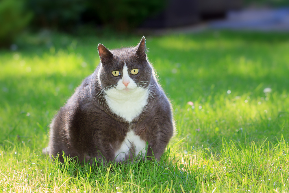 猫の肥満解消 ダイエット成功への道 Uchinoco うちの子