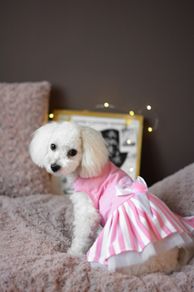 とってもかわいい!犬用のドレス5選