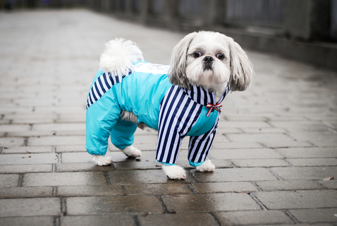 犬用のつなぎを選ぼう!犬用のおすすめつなぎをご紹介!