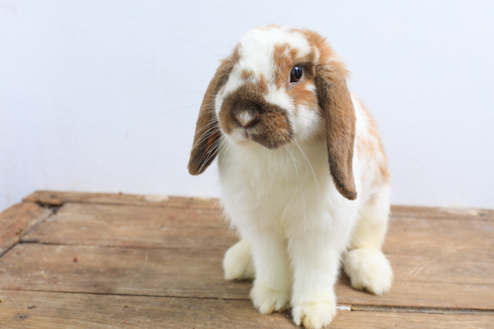 うさぎをサークルで飼うときのメリット デメリット Uchinoco うちの子