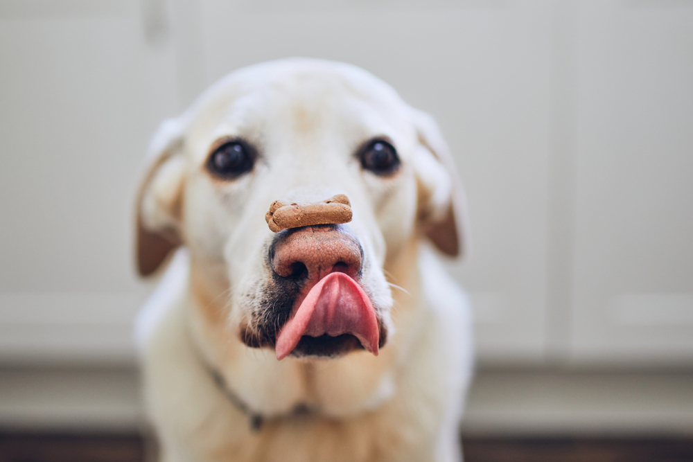 犬におやつをあげる時間帯はいつ 毎日あげても大丈夫 Uchinoco うちの子