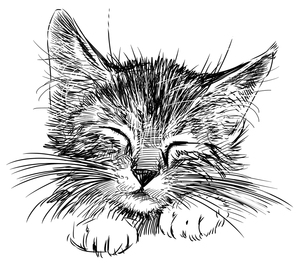 猫の絵をうまく描くコツは 猫のイラストが入っているおすすめ雑貨５選 Uchinoco うちの子