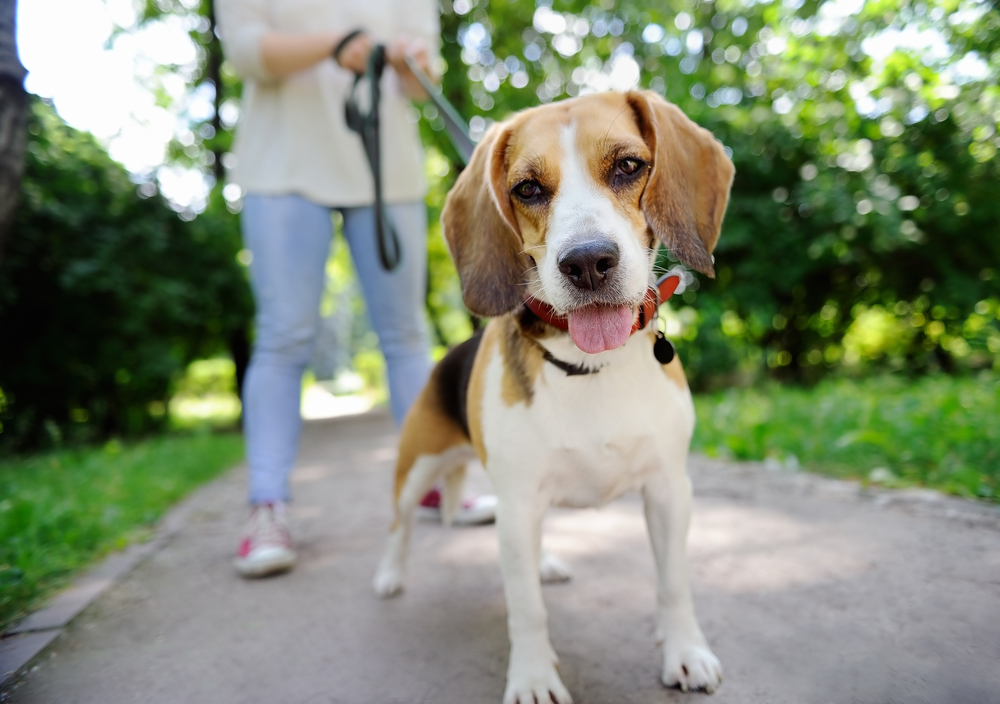 マムシから愛犬を守る マムシの生態と咬まれたときの対処法とは Uchinoco うちの子