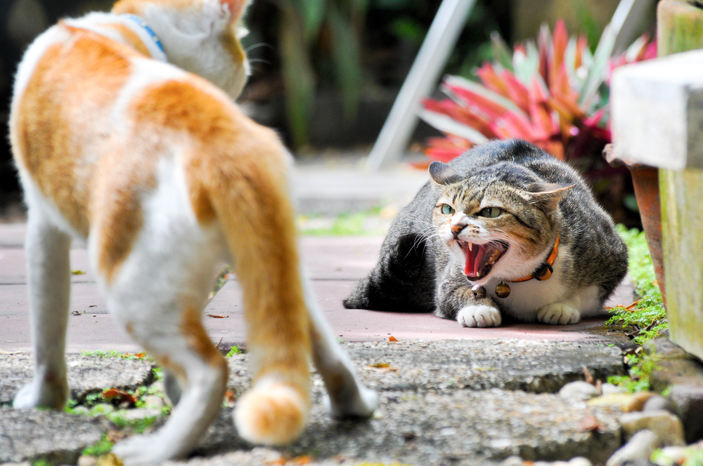 猫同士の喧嘩に困っている方へ 喧嘩の仲裁は必要 原因はなに Uchinoco うちの子