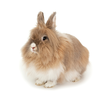 ライオンラビットの飼い方は?飼育に必要なアイテムおすすめ5選