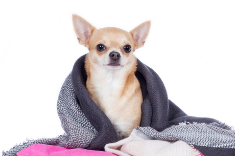 犬が震えるのは病気だから?原因や考えられる病気について解説