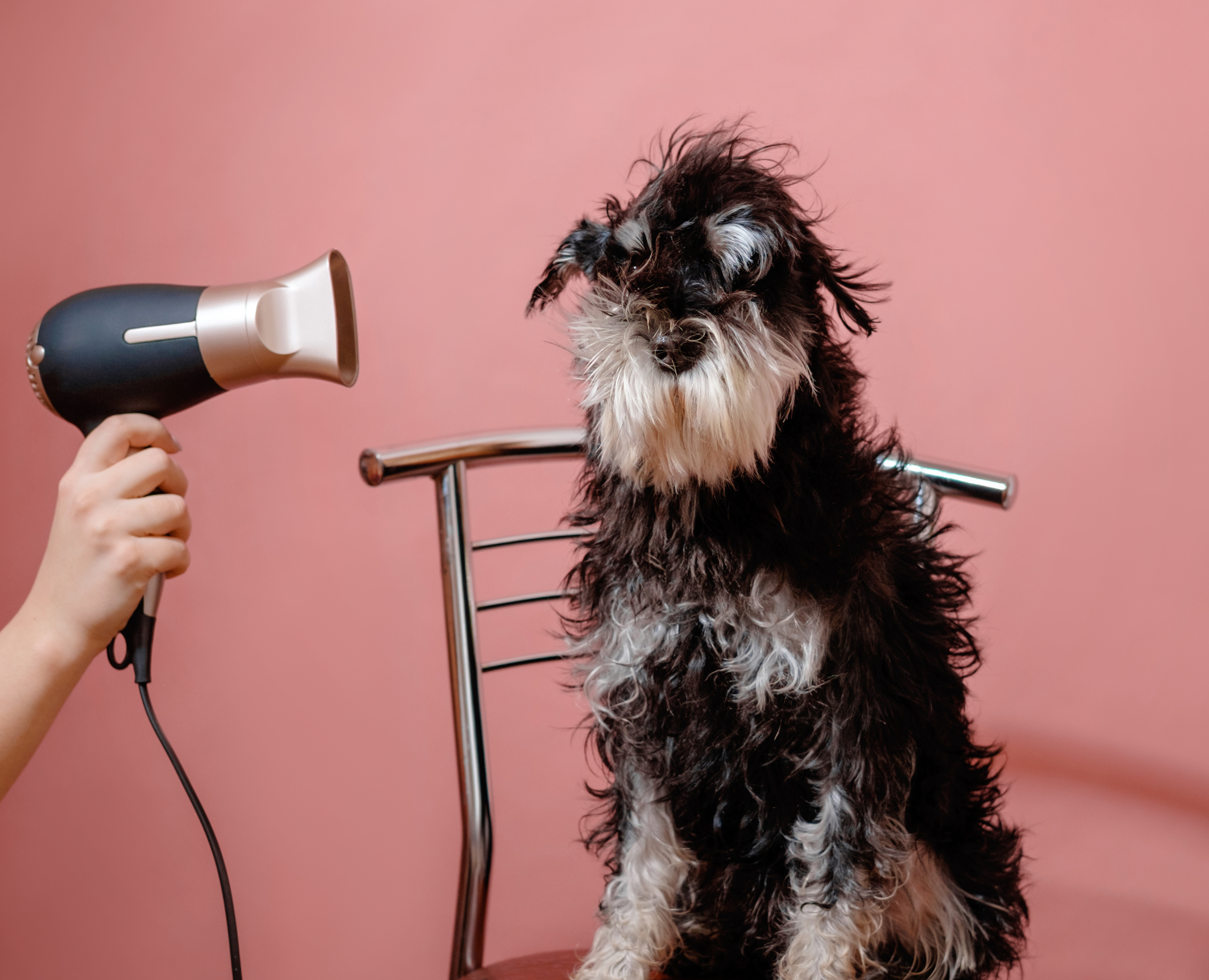 自然乾燥は絶対ng 犬にドライヤーをかける際のコツや注意点 Uchinoco うちの子