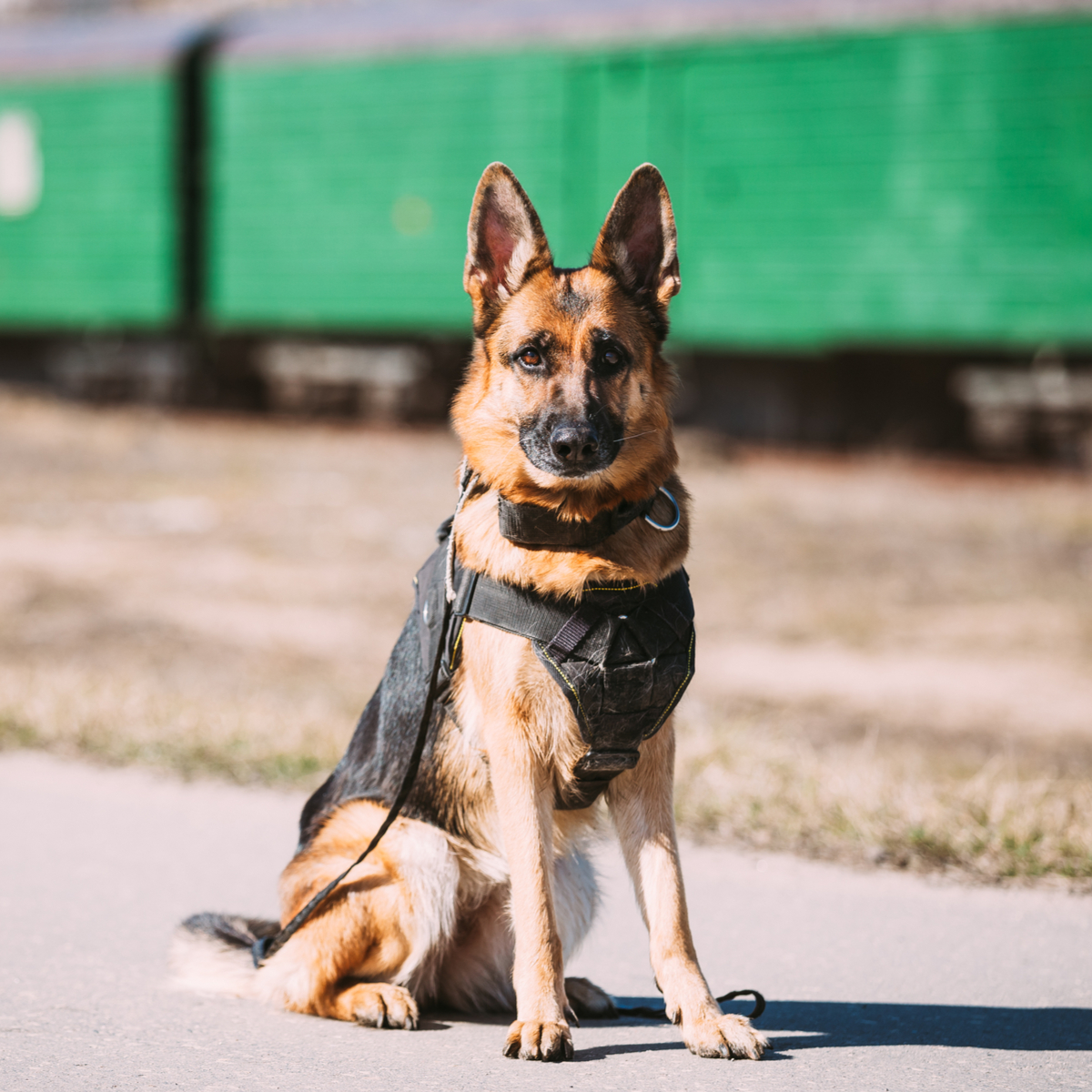 警察犬について詳しく解説 指定されている犬種や仕事内容とは Uchinoco うちの子