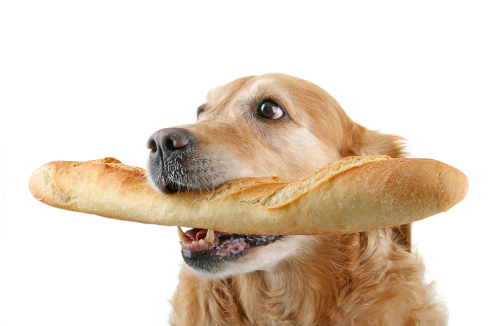 犬にパンをあげても大丈夫 パンを与えるときの注意点とは Uchinoco うちの子