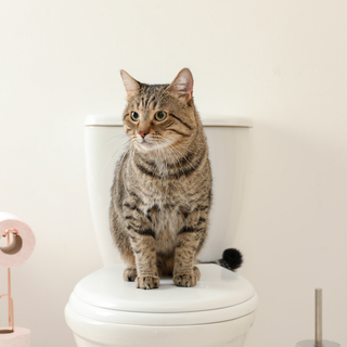 猫が粗相をしてしまうのはなぜ？便利なグッズも合わせてご紹介