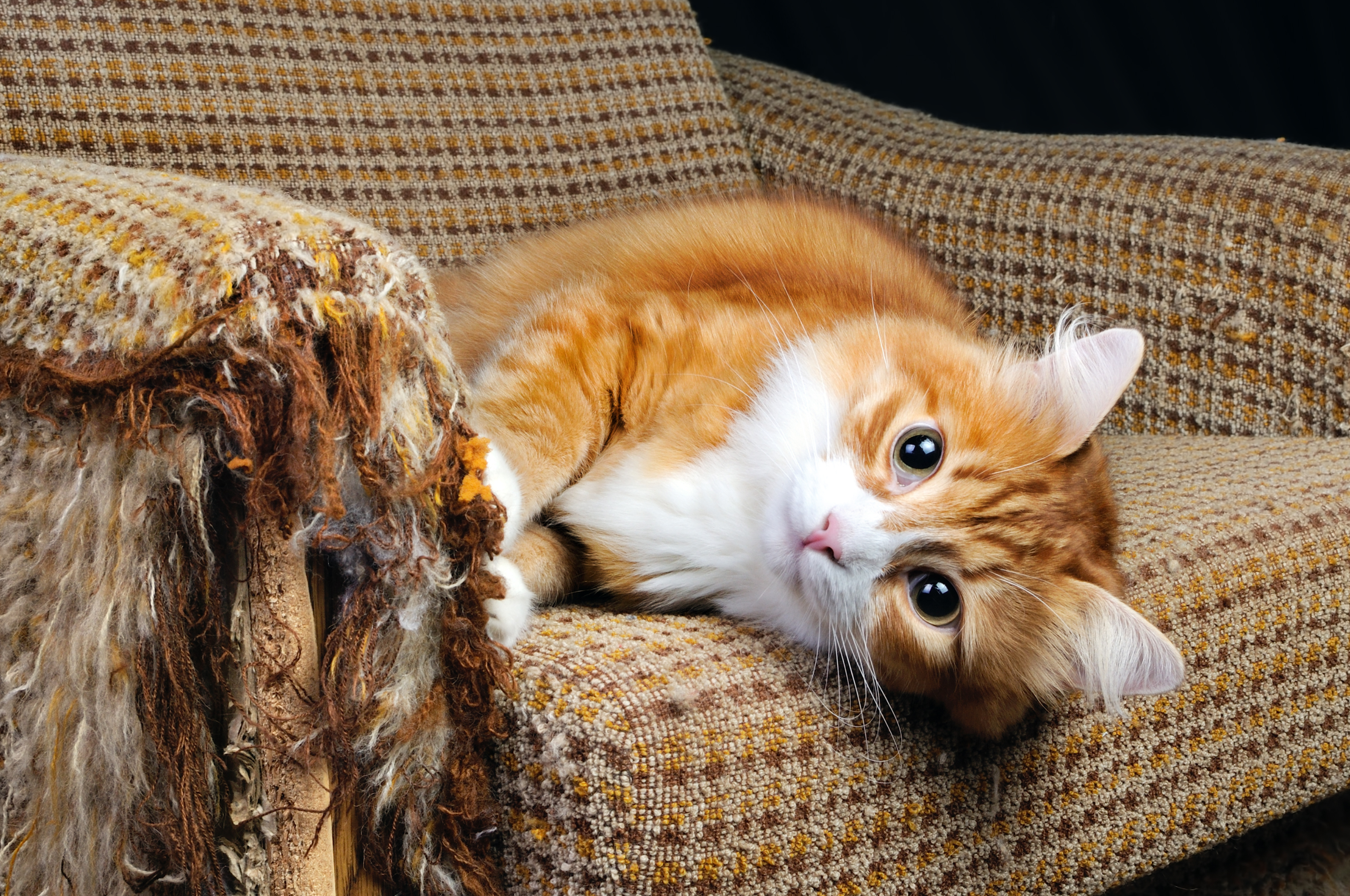 猫が家具をボロボロにしてしまう理由とは おすすめの爪とぎもご紹介 Uchinoco うちの子
