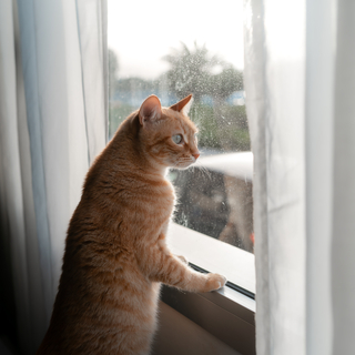 猫が窓の外を見ているのはなぜ？おすすめの窓ハンモックもご紹介