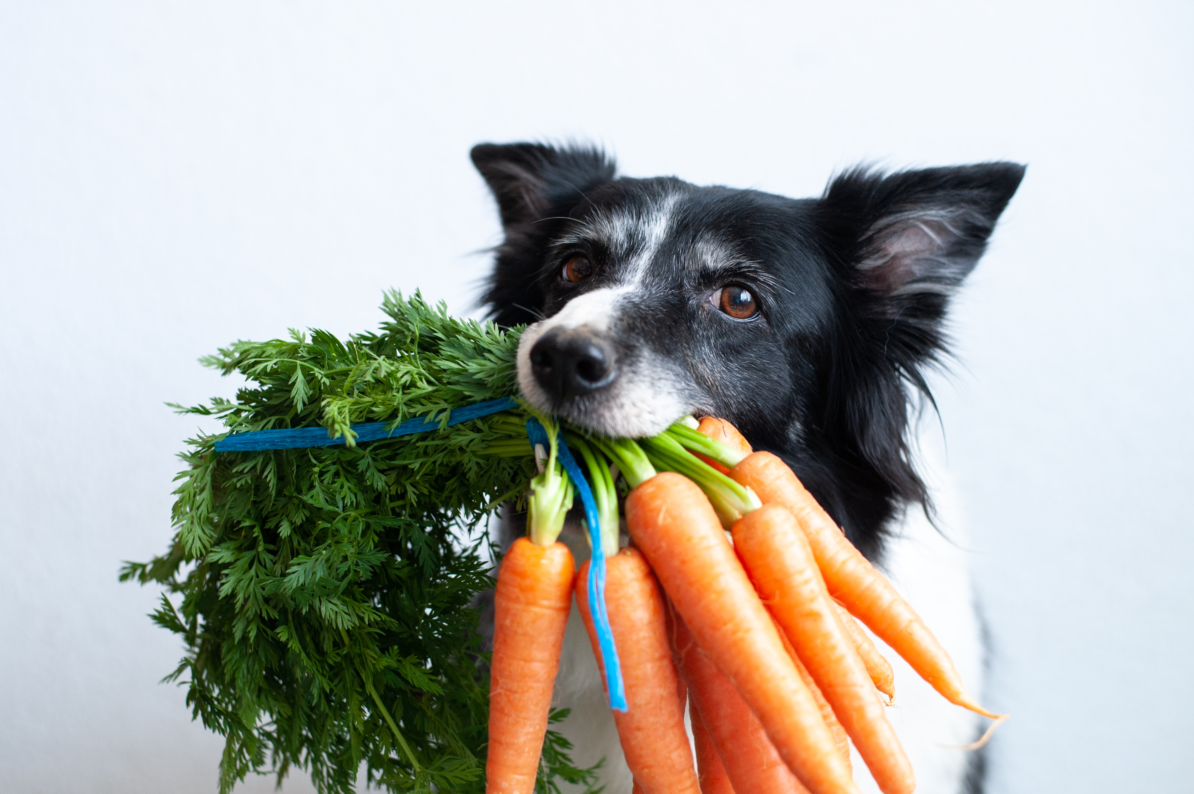 犬が食べてもいい野菜はどれ 食べると危険な野菜もご紹介 Uchinoco うちの子