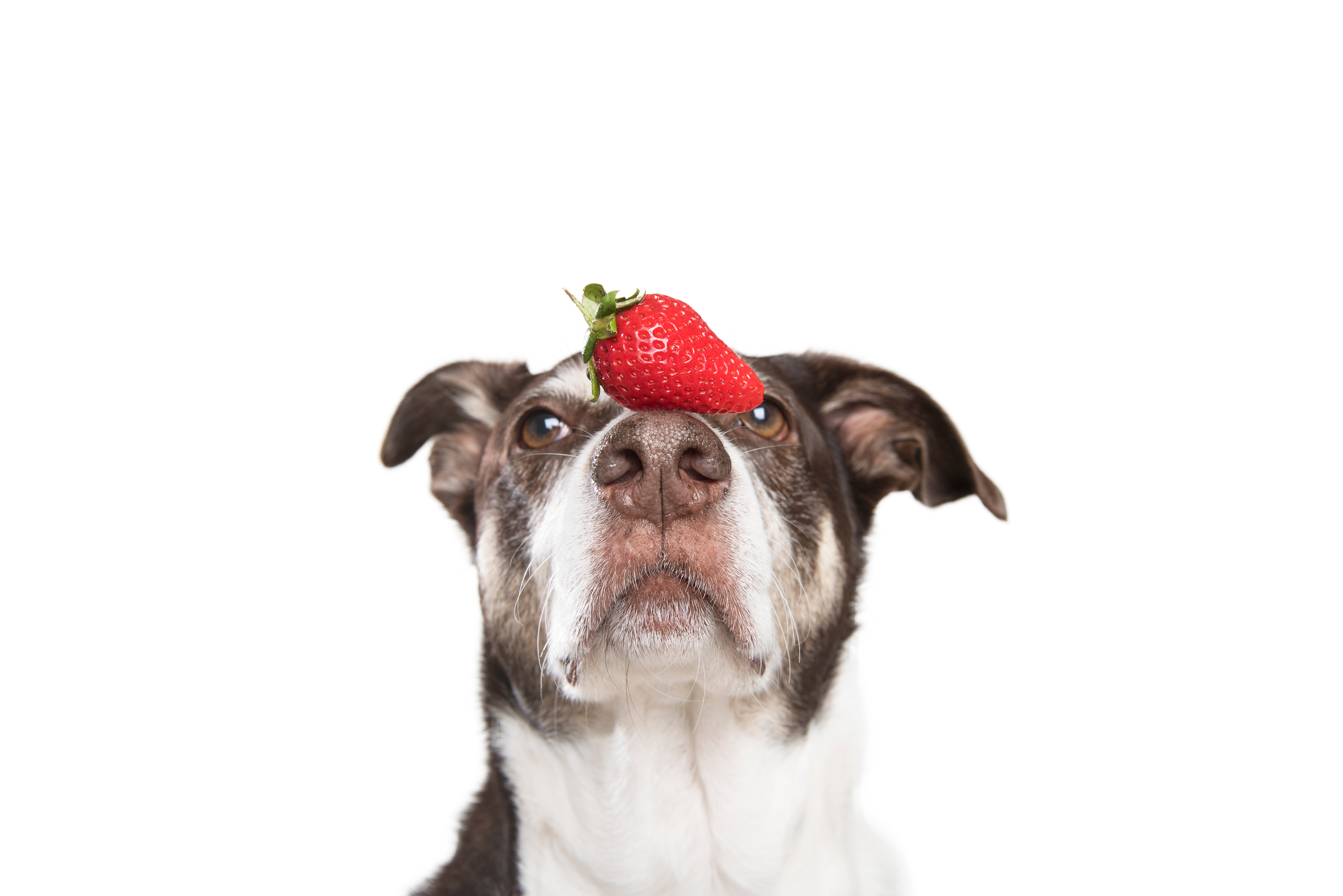 犬に与えてよい果物と与えてはいけない果物とは 犬用のドライフルーツ5選 Uchinoco うちの子