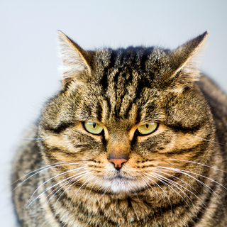 猫が肥満になると病気のリスクに！肥満の猫におすすめのキャットフード4選