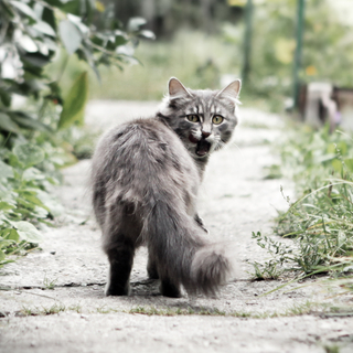 うちの猫がいなくなった！考えられる理由と対処法
