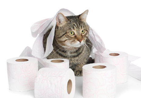 猫がトイレを覚えない!理由や対処法、おすすめグッズをご紹介