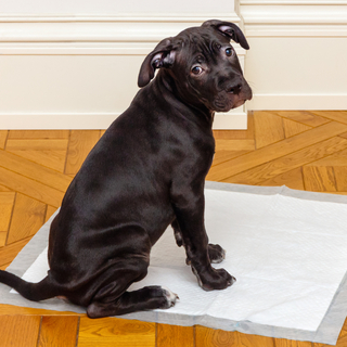 犬がトイレシートを食べた？対処法や対策グッズをご紹介