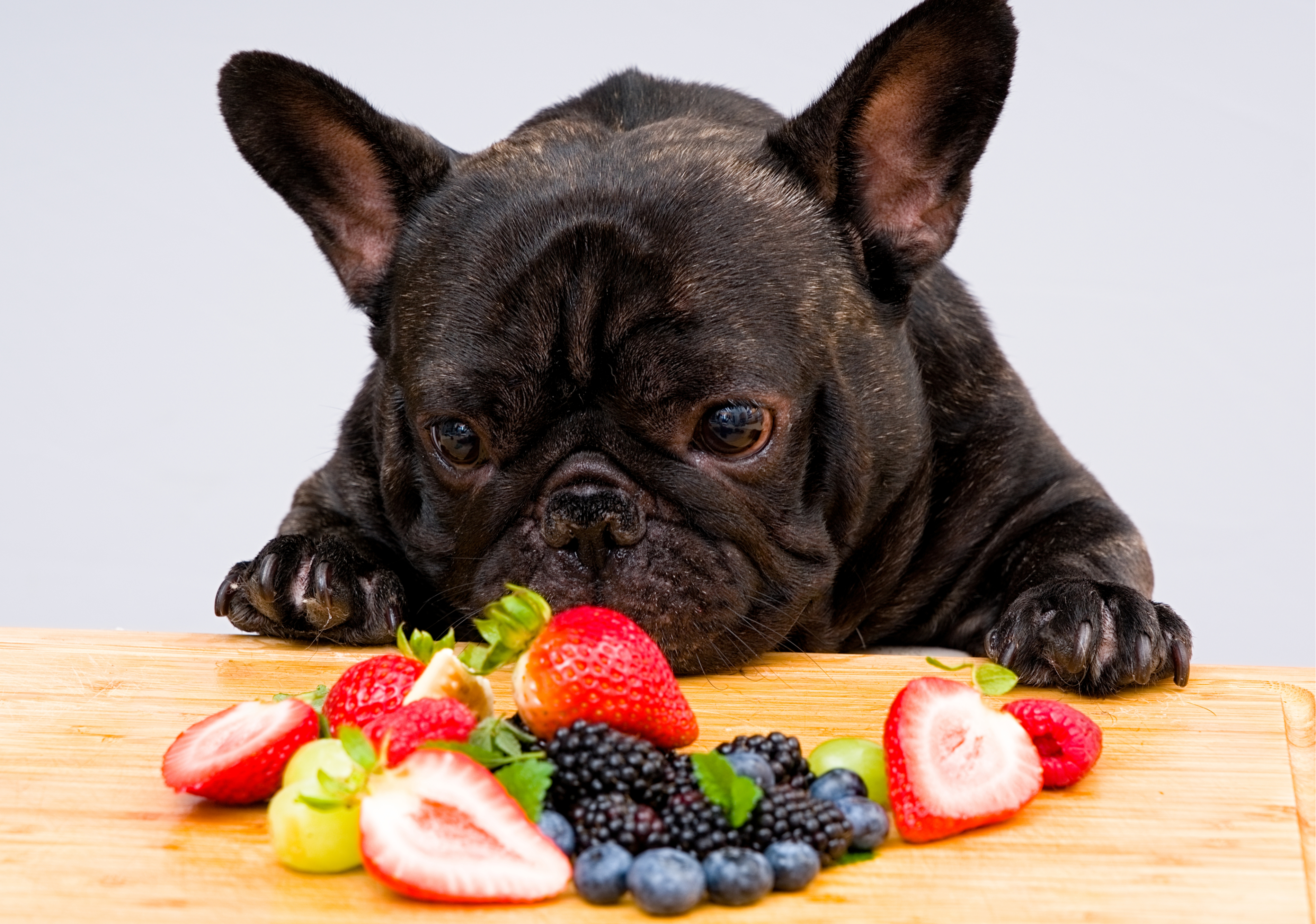 犬はブルーベリーを食べても大丈夫 栄養素や与える際の注意点 Uchinoco うちの子