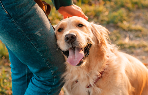 良きパートナーになるには?犬との良好な主従関係の築き方