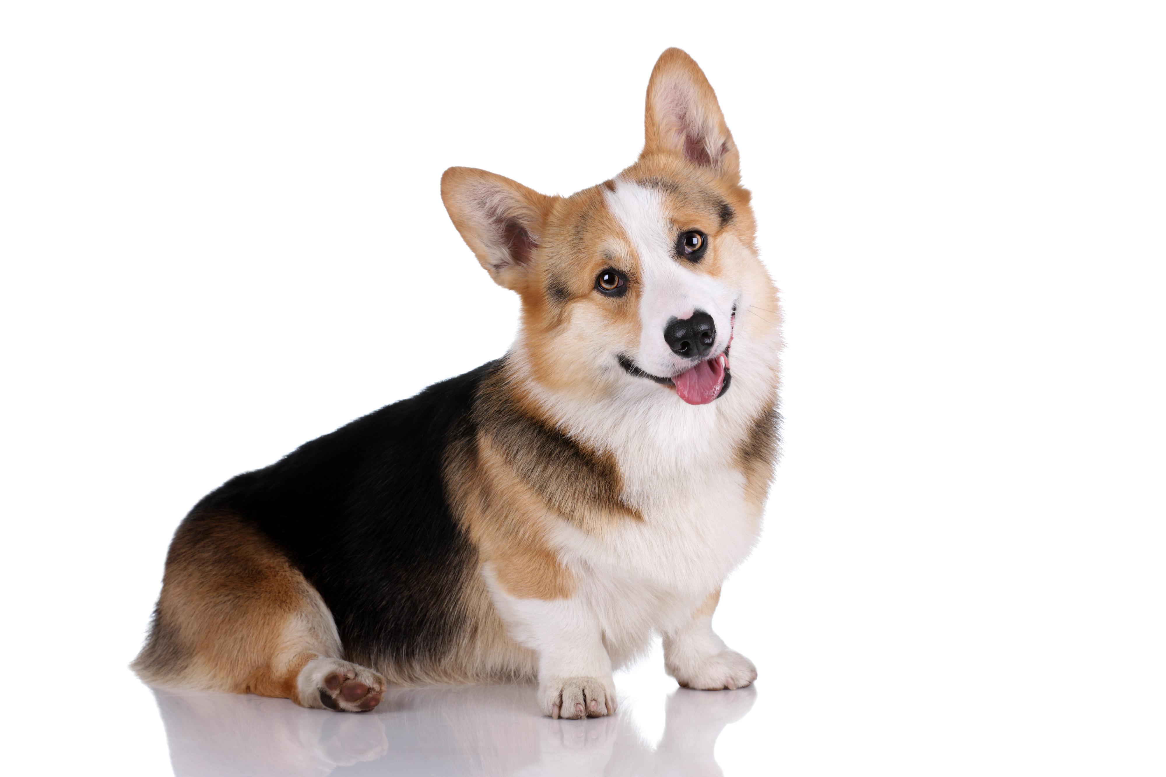 胴長短足で人気の犬種 コーギーってどんな犬 Uchinoco うちの子