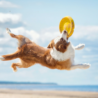 犬といっしょに楽しめるドッグスポーツはどんなものがあるの？