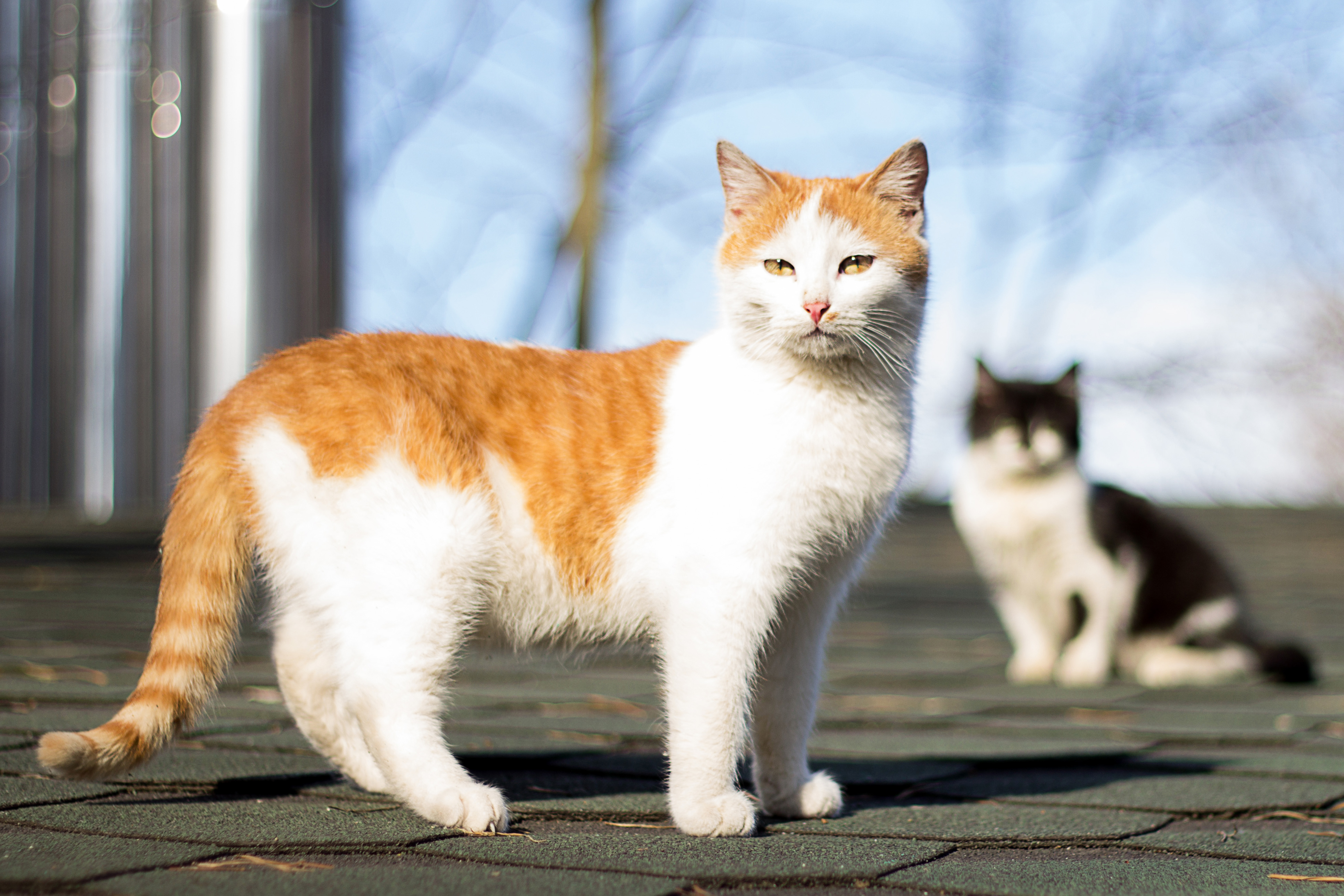 猫の集会 野良猫が謎の集会を開く理由を解説 Uchinoco うちの子