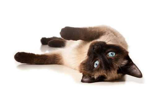 シャム猫ってどんな猫?性格や値段をご紹介!