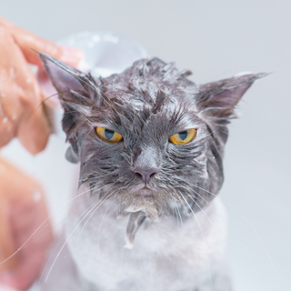 猫がシャワーを嫌がる！理由や対処方法を解説