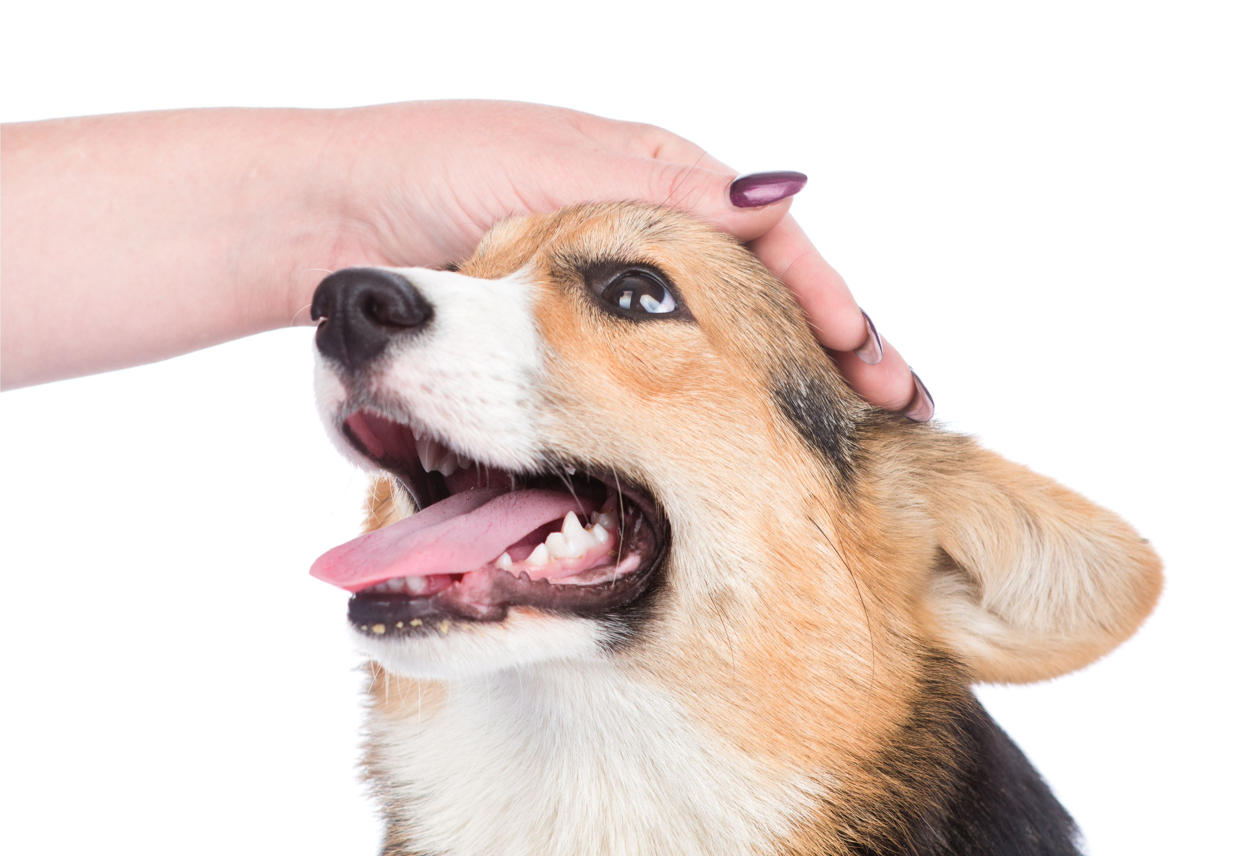 犬が甘えてくる 甘えん坊な犬のしぐさや行動を解説 Uchinoco うちの子