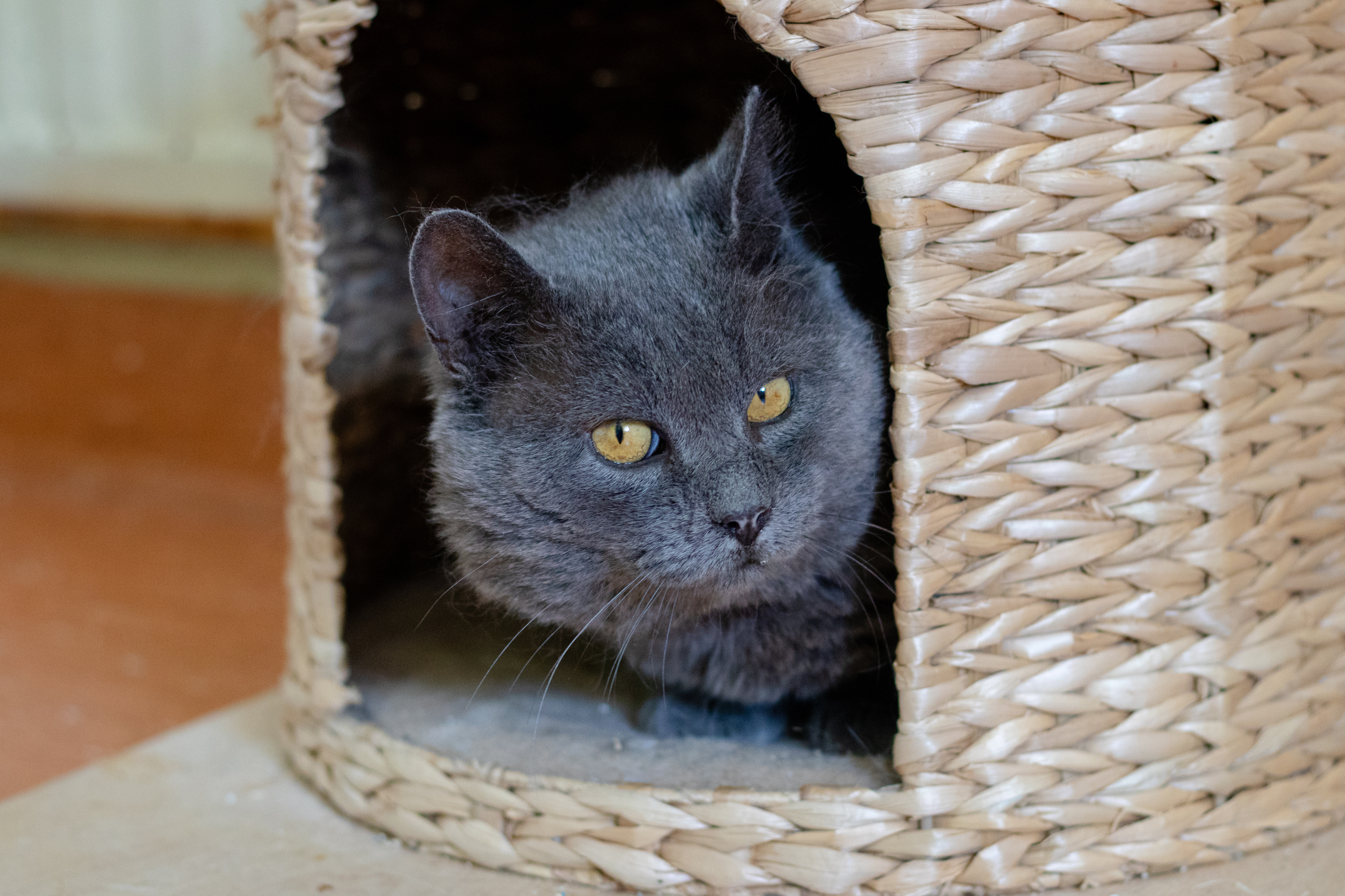 天然素材☆猫ちぐら☆こだわりの天日干し藁-