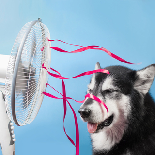 犬にとって最適な室温とは？犬用暑さ対策グッズもご紹介