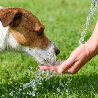 犬にミネラルウォーターを与えるのはNG!?ペットの飲料水について解説