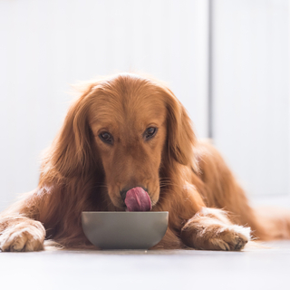 犬にウェットフードを与えるメリット・デメリットについて