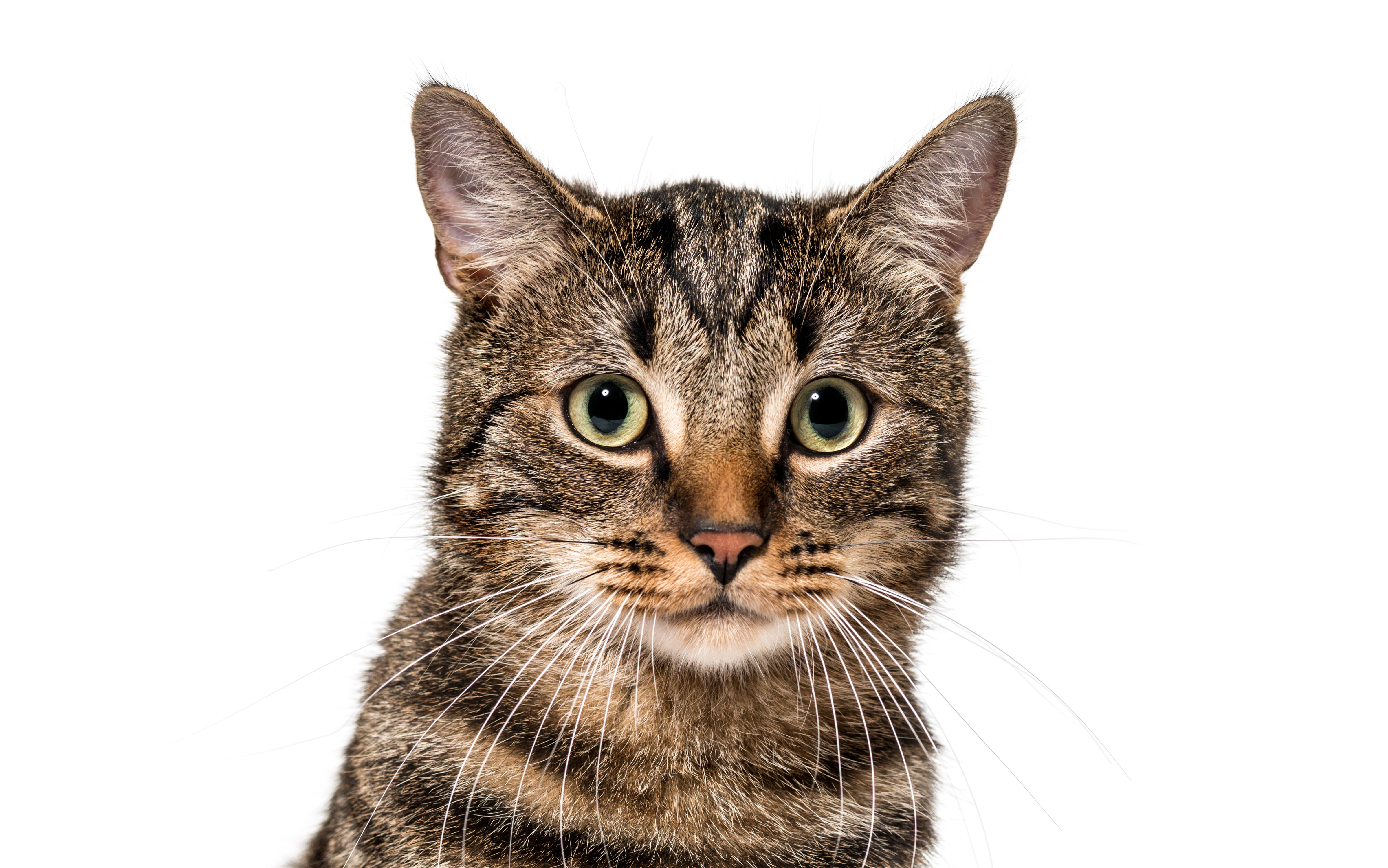 雑種の猫とはどんな猫 おすすめキャットフードもご紹介 Uchinoco うちの子