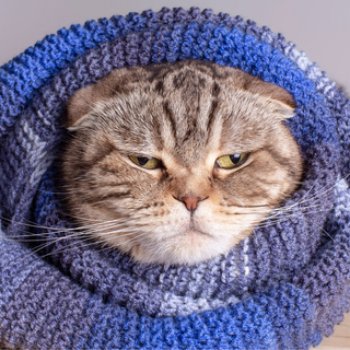 猫の静電気はなぜ起こる？今すぐできる対策とおすすめアイテム