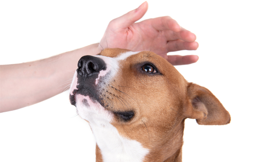 【犬の撫で方】撫でるときに気を付けたいポイントや犬が喜ぶ部位